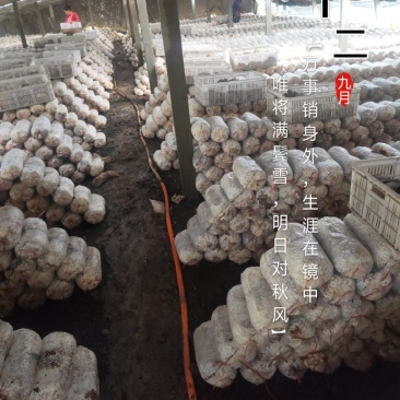 菌棒已发满，各位老板抓紧联系抢购，抓住机遇，时机成熟下单