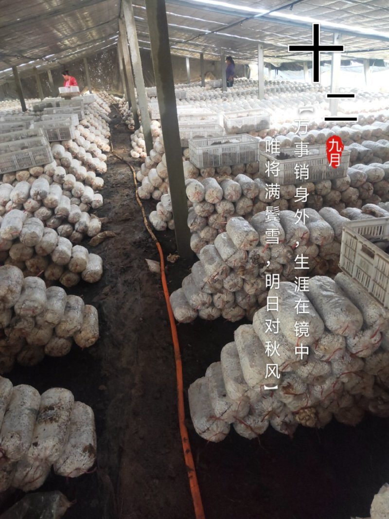 菌棒已发满，各位老板抓紧联系抢购，抓住机遇，时机成熟下单