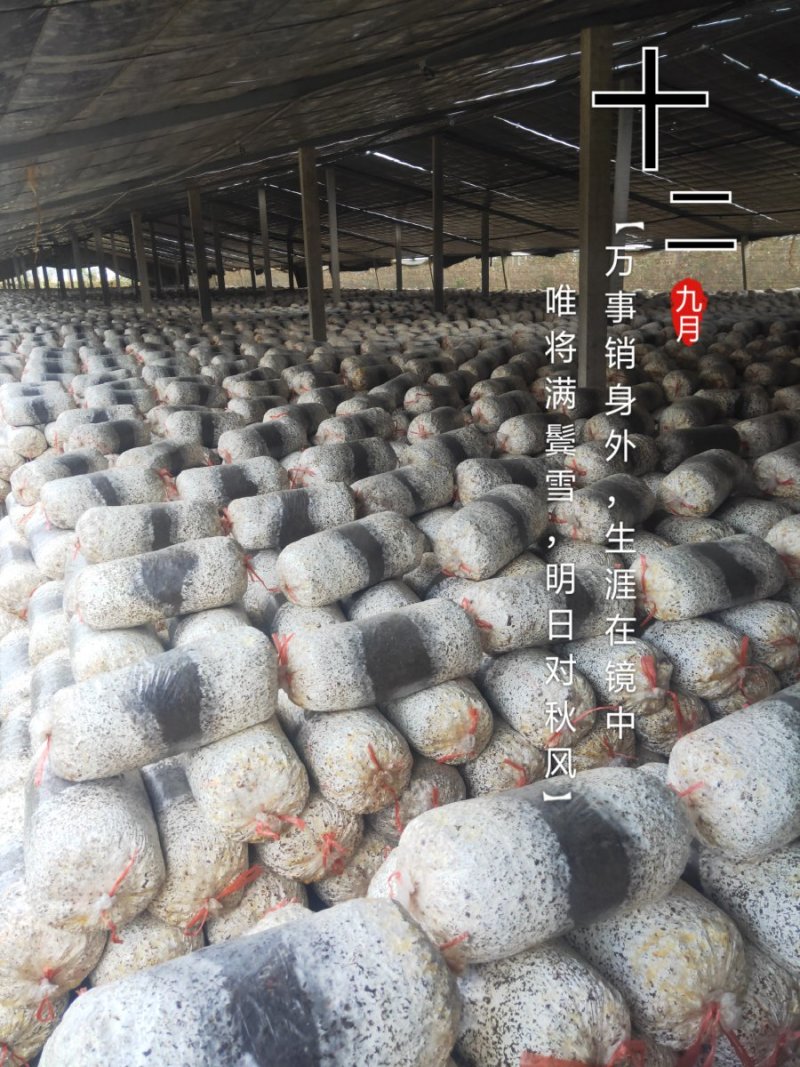 菌棒已发满，各位老板抓紧联系抢购，抓住机遇，时机成熟下单