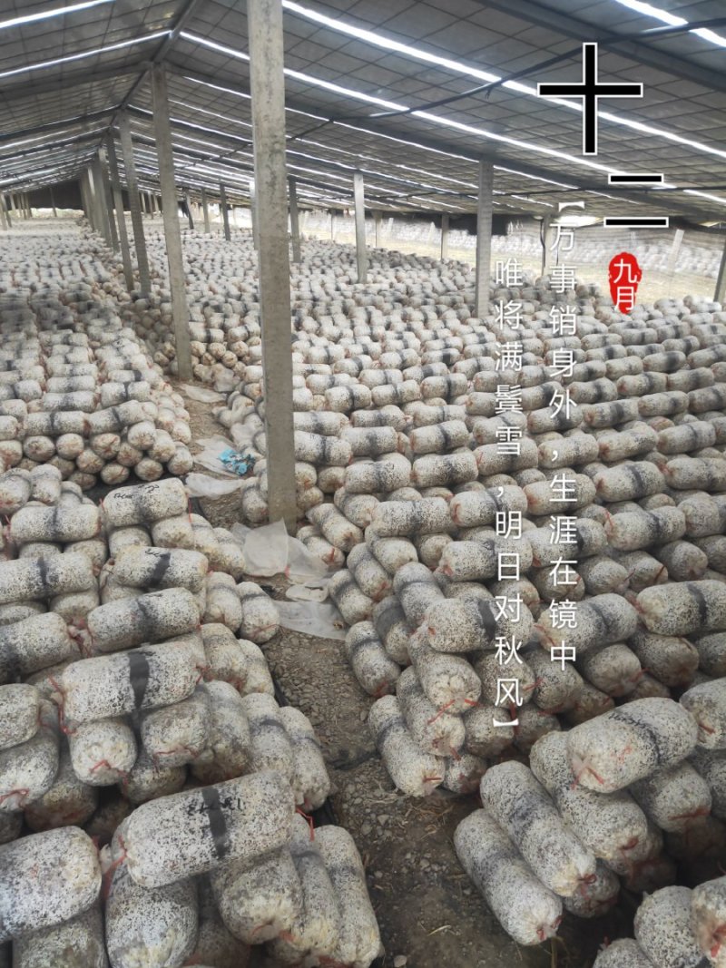 菌棒已发满，各位老板抓紧联系抢购，抓住机遇，时机成熟下单