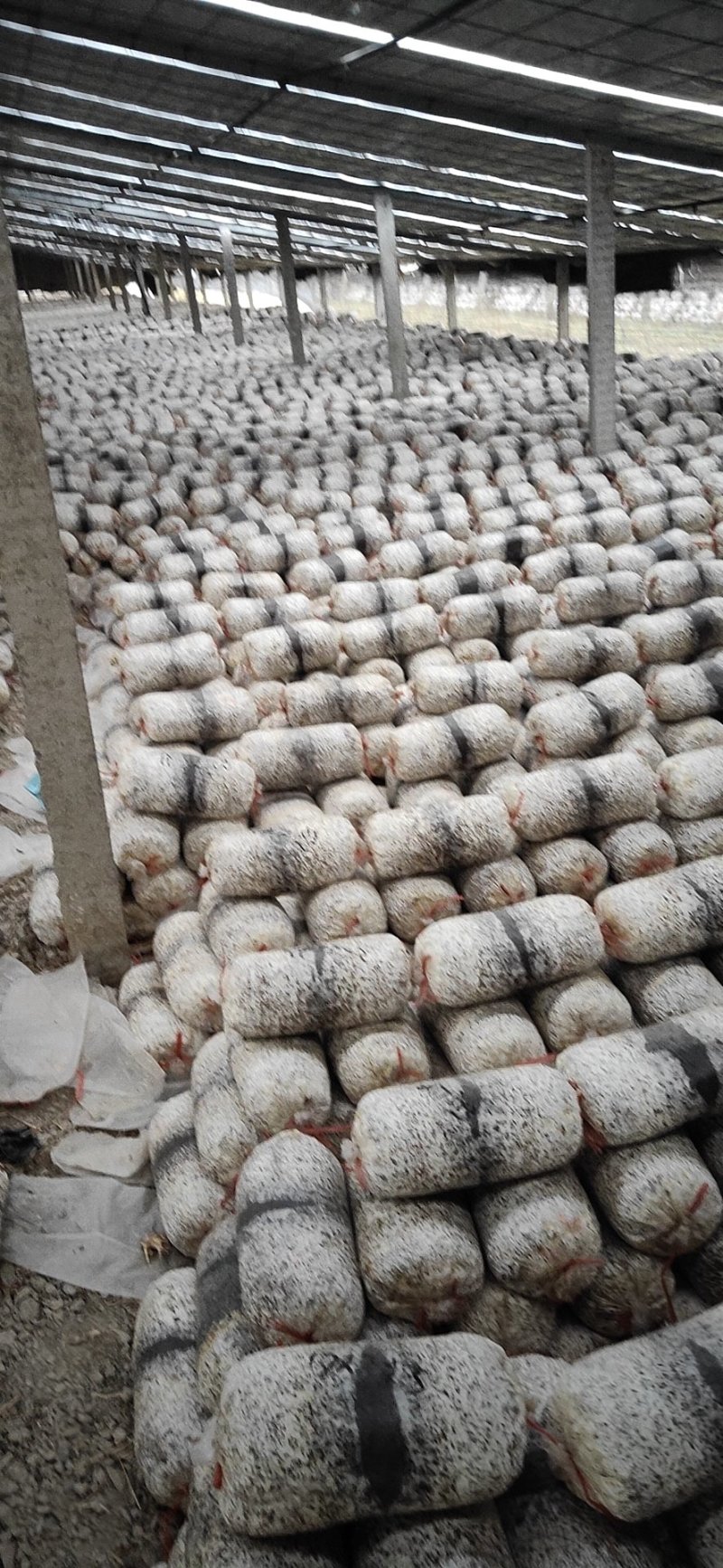 菌棒已发满，各位老板抓紧联系抢购，抓住机遇，时机成熟下单