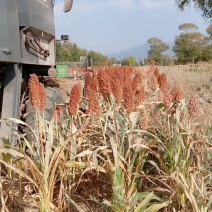 山西山阴县大量种植高粱出售欢迎大家来采购