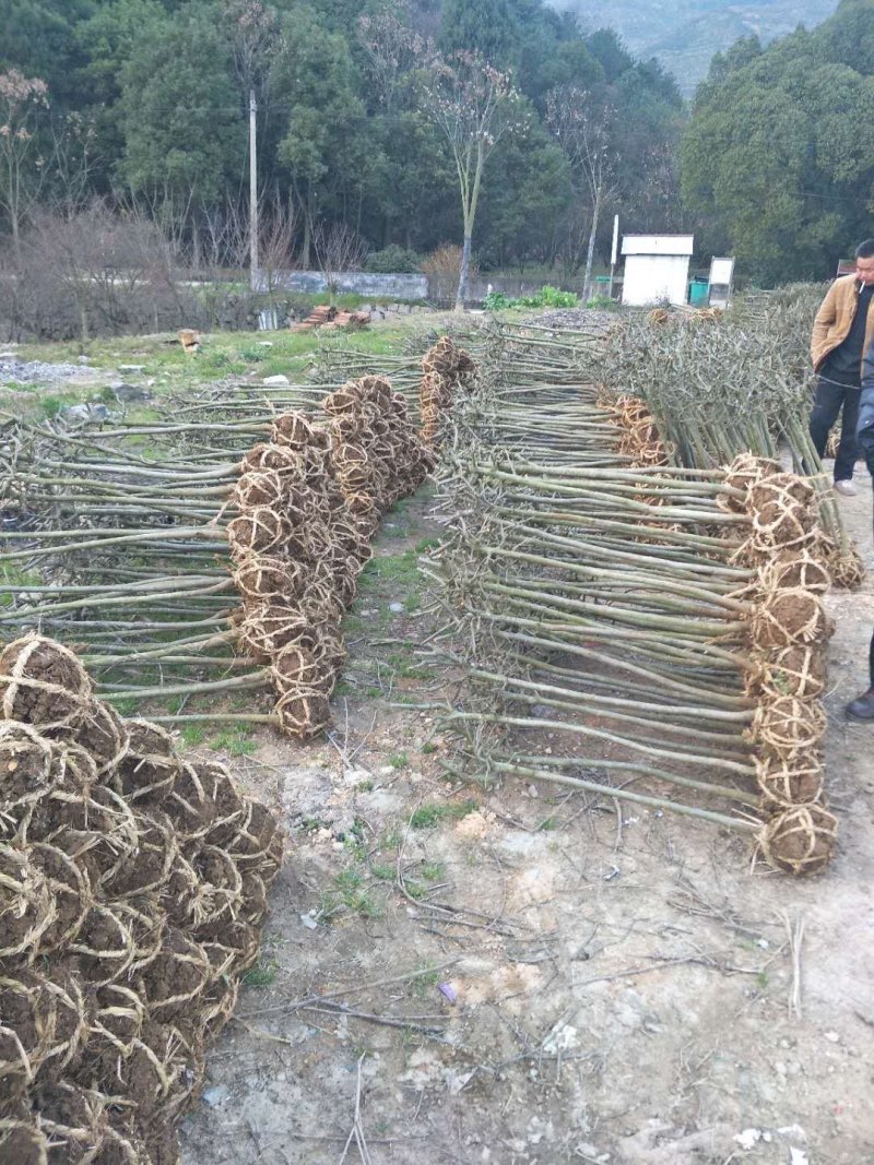 供红梅红枫鸡爪槭樱花垂丝海棠小苗