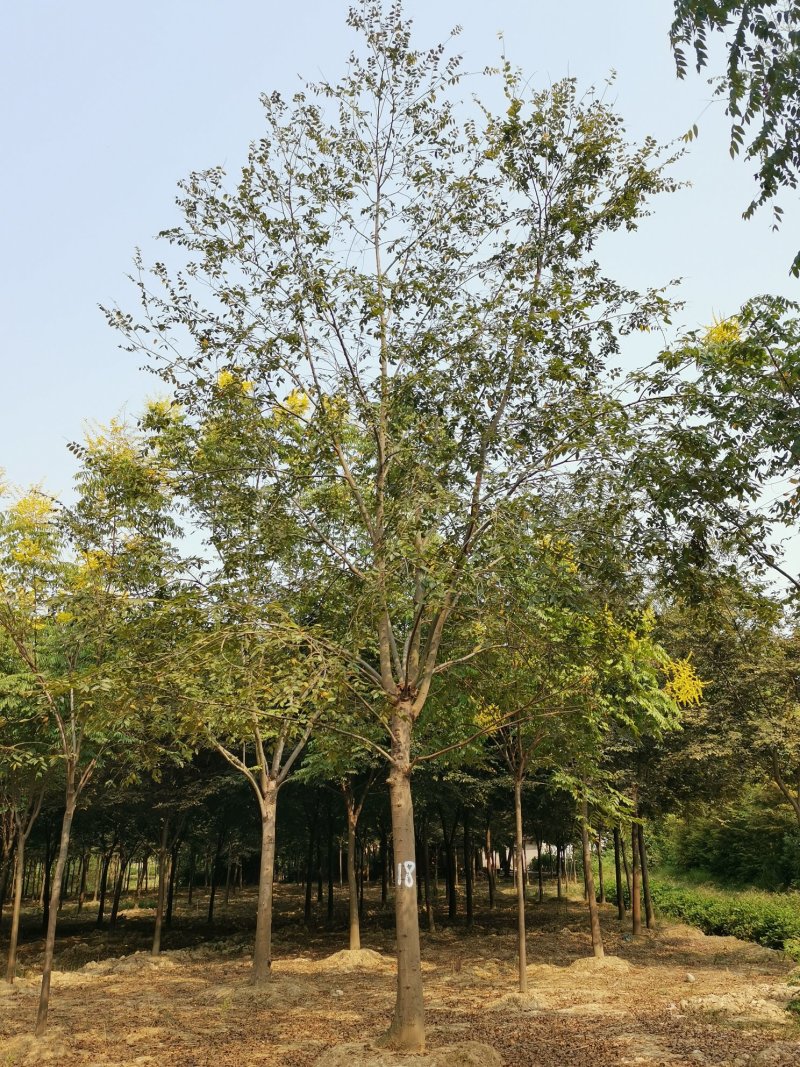 25-30发帽朴树苗圃直供移植5年以上