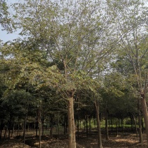 25-30发帽朴树苗圃直供移植5年以上
