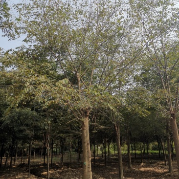25-30发帽朴树苗圃直供移植5年以上