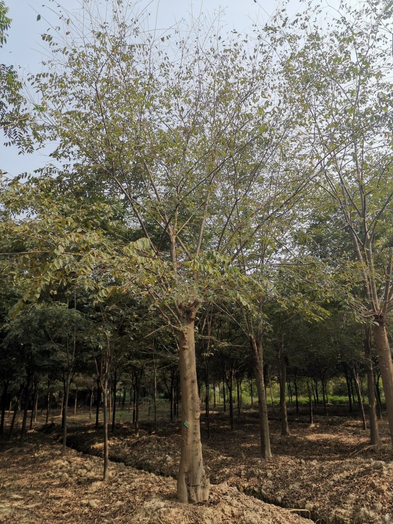 25-30发帽朴树苗圃直供移植5年以上