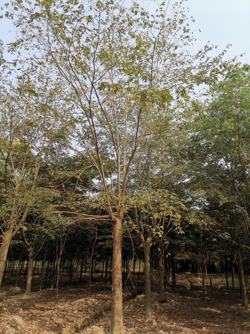 25-30发帽朴树苗圃直供移植5年以上