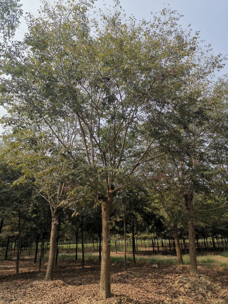 25-30发帽朴树苗圃直供移植5年以上