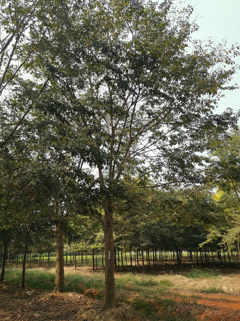 25-30发帽朴树苗圃直供移植5年以上