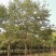 25-30发帽朴树苗圃直供移植5年以上