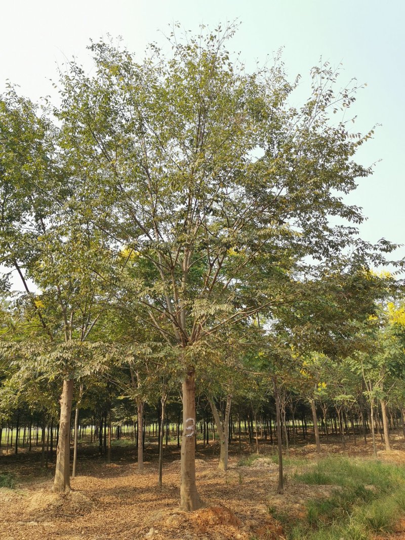 25-30发帽朴树苗圃直供移植5年以上