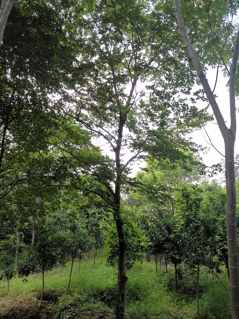 全冠移植朴树苗圃直供批发丛生朴树多杆朴树多头朴树