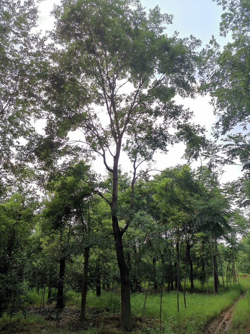 全冠移植朴树苗圃直供批发丛生朴树多杆朴树多头朴树