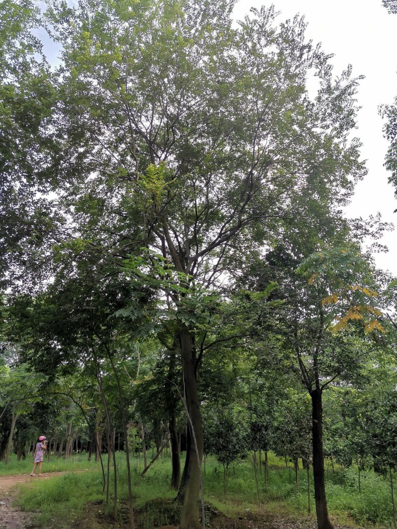 全冠移植朴树苗圃直供批发丛生朴树多杆朴树多头朴树