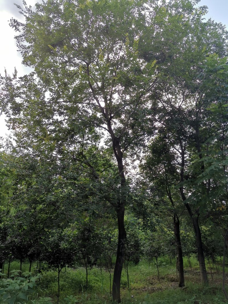 全冠移植朴树苗圃直供批发丛生朴树多杆朴树多头朴树