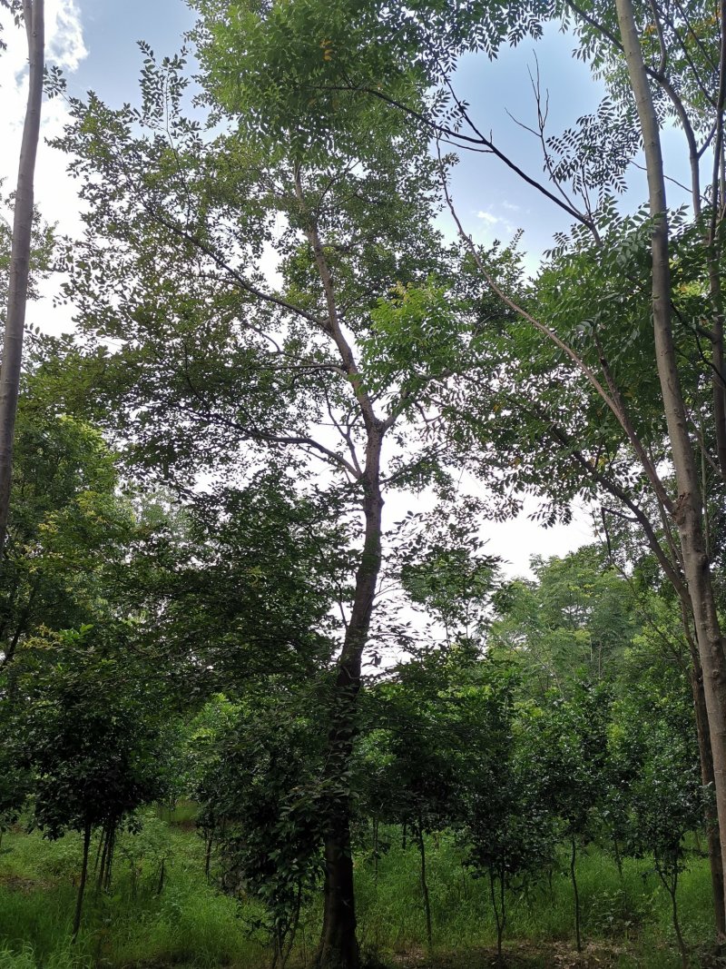 全冠移植朴树苗圃直供批发丛生朴树多杆朴树多头朴树