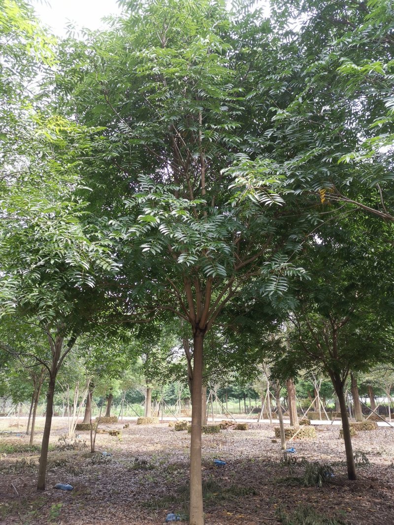 无患子精品货苗圃直供指树挖树质量保证