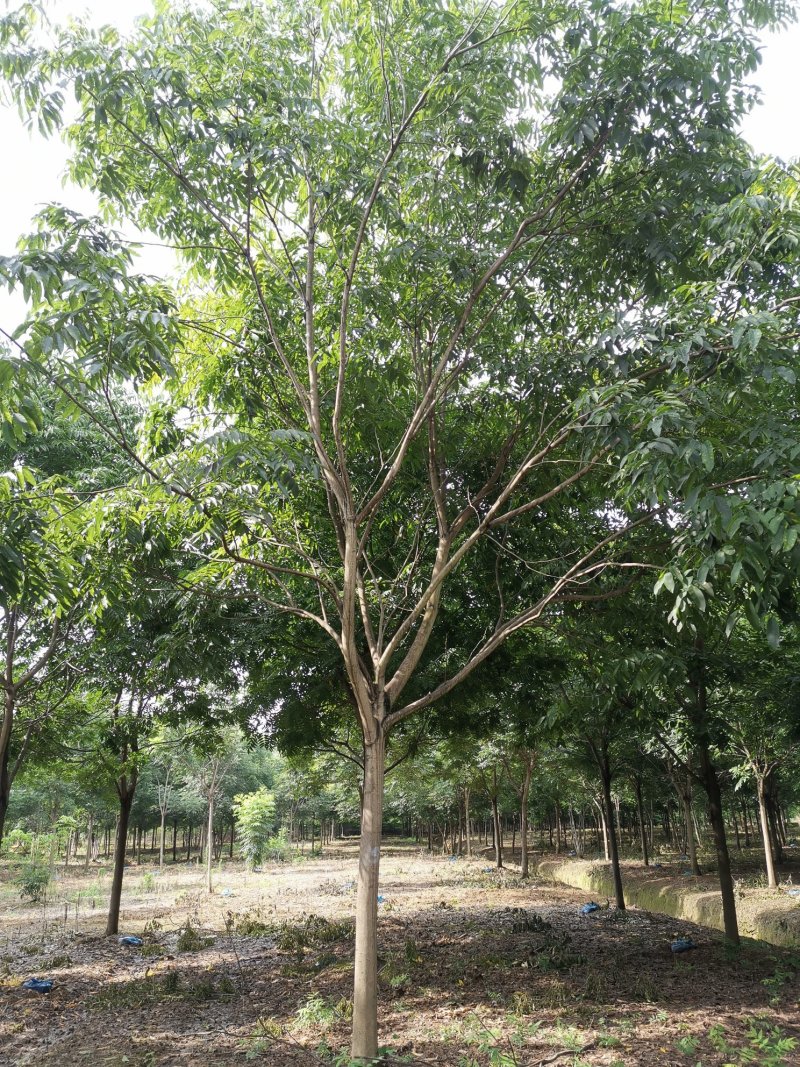 无患子精品货苗圃直供指树挖树质量保证