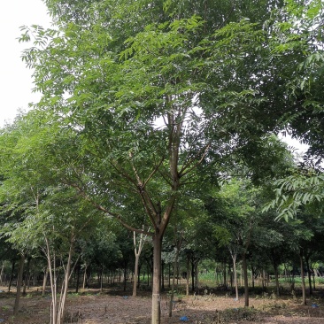 无患子精品货苗圃直供指树挖树质量保证
