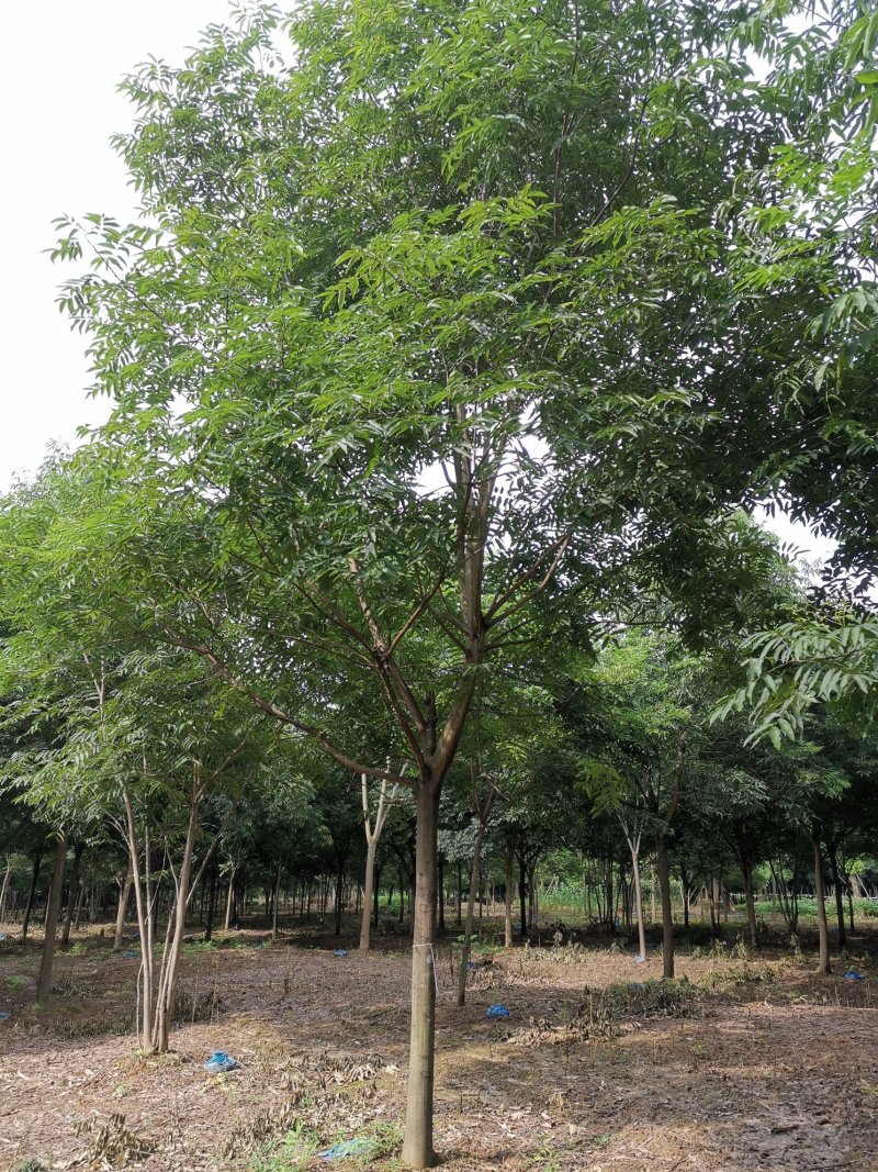 无患子精品货苗圃直供指树挖树质量保证