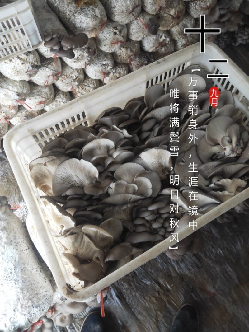 平菇菌棒