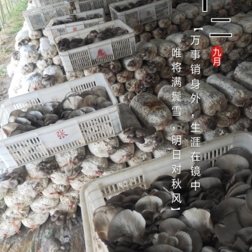 平菇菌棒