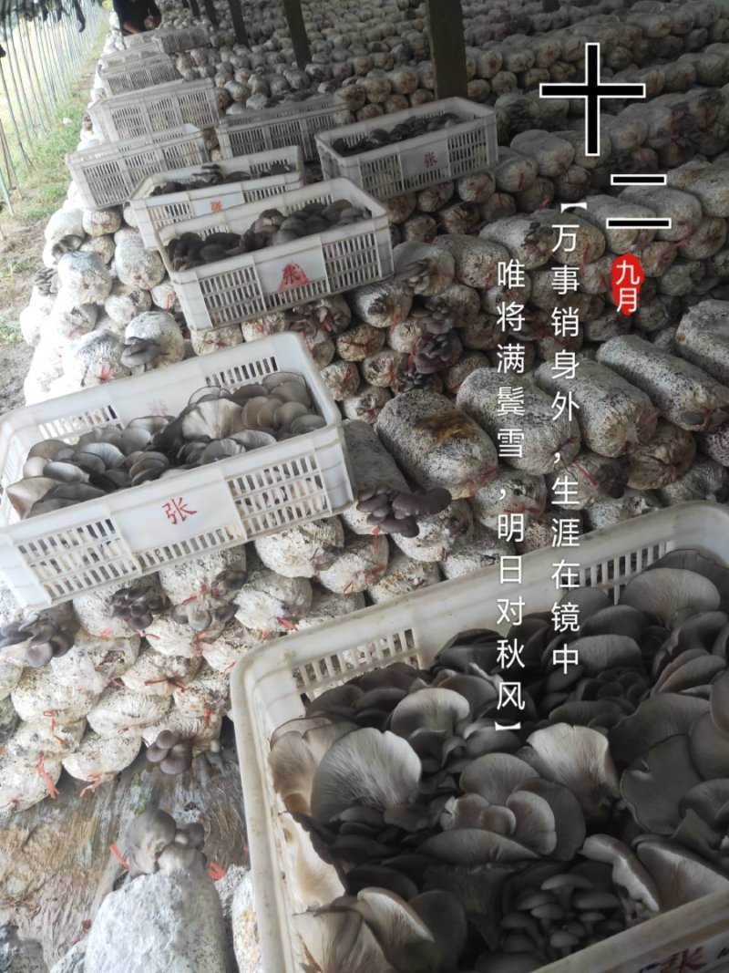 平菇菌棒
