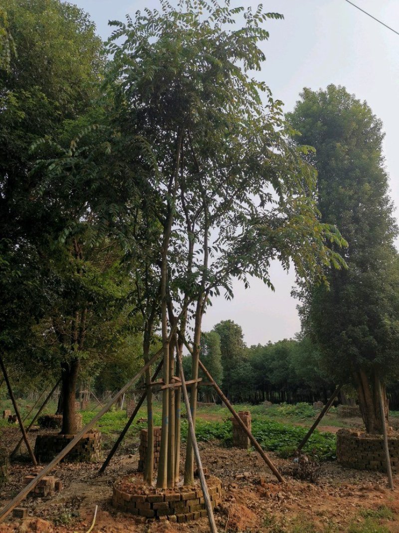 丛生多杆全冠朴树苗圃围苗指树挖树质量保证随时起苗装车