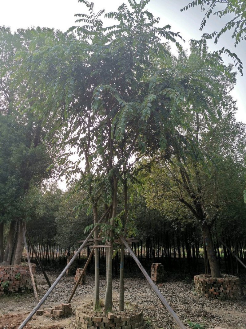 丛生多杆全冠朴树苗圃围苗指树挖树质量保证随时起苗装车