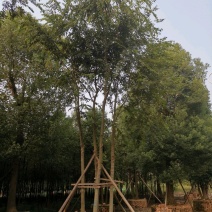 丛生多杆全冠朴树苗圃围苗指树挖树质量保证随时起苗装车