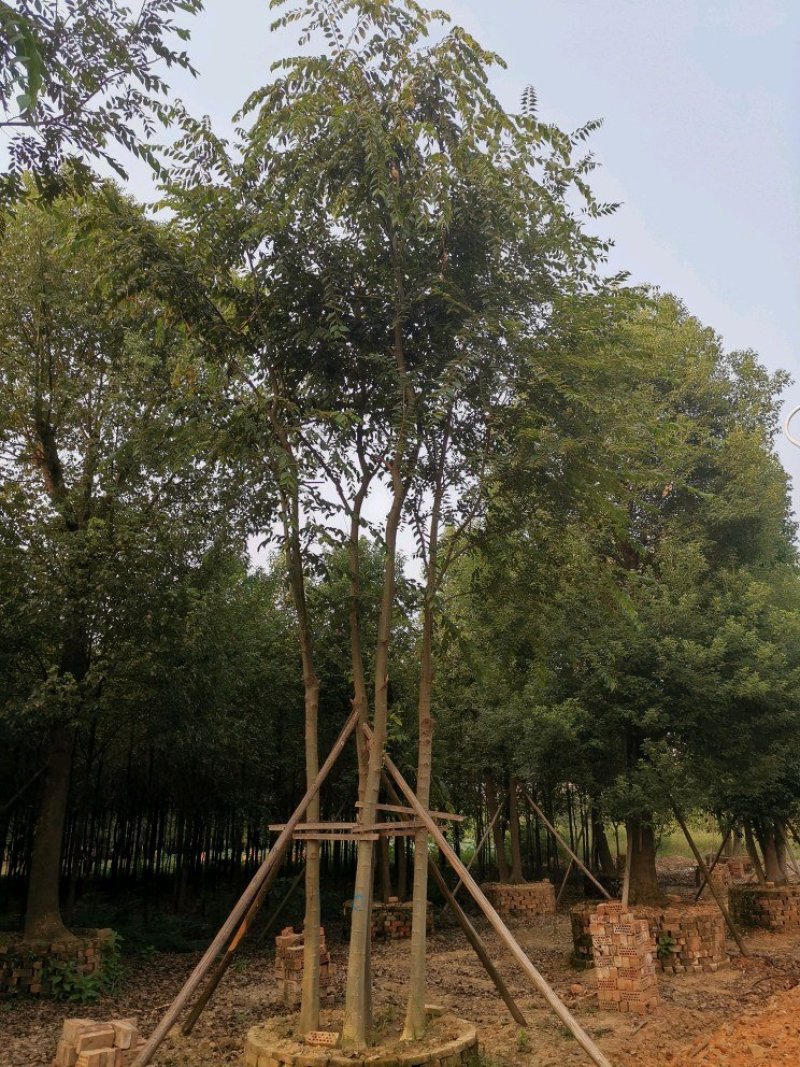 丛生多杆全冠朴树苗圃围苗指树挖树质量保证随时起苗装车