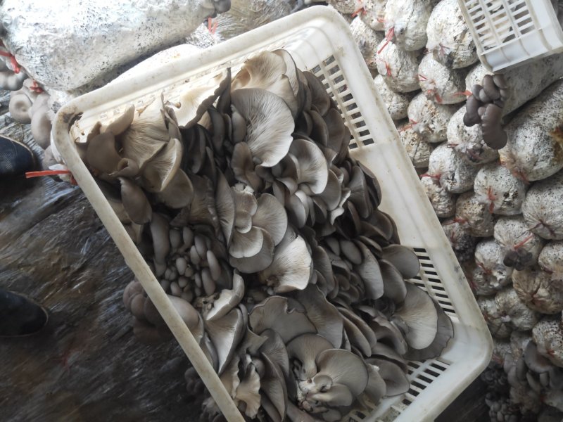 平菇菌棒