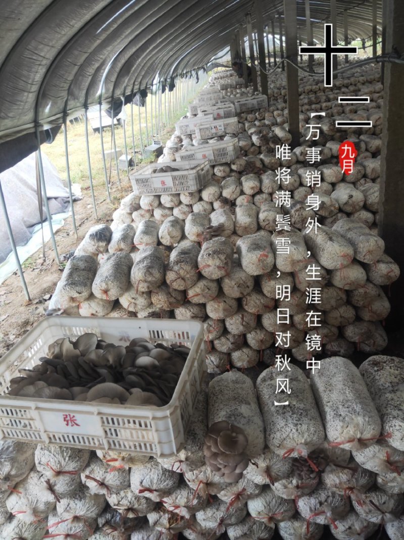 平菇菌棒