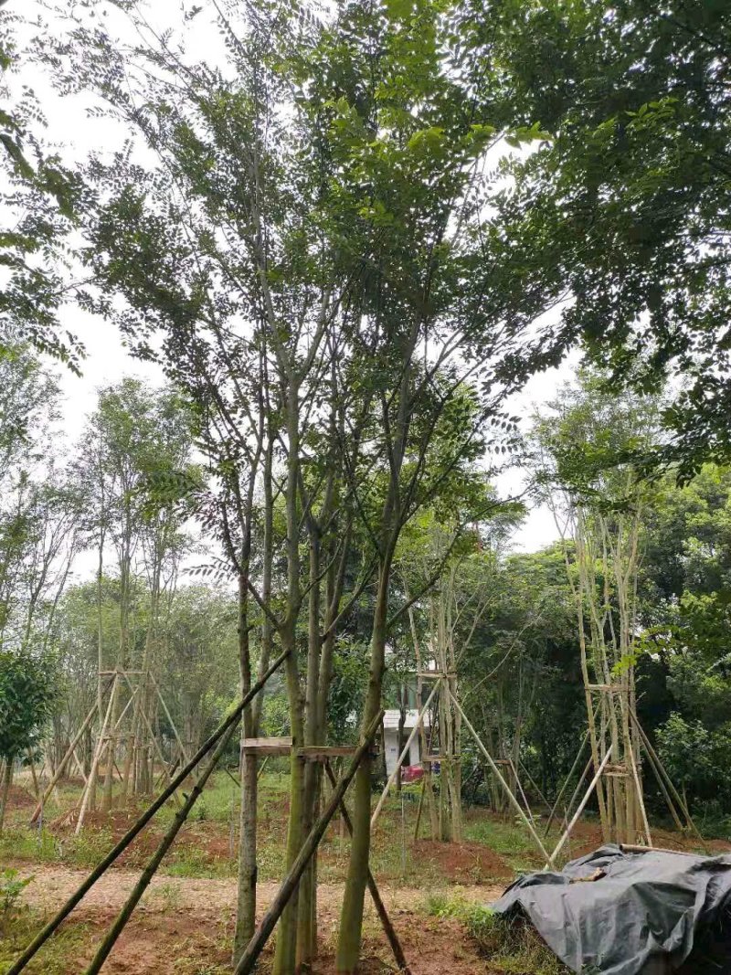 丛生多杆全冠朴树假植围苗自家苗圃基地直供