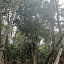 丛生多杆全冠朴树假植围苗自家苗圃基地直供