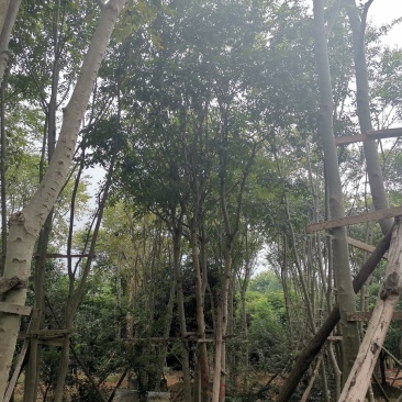 丛生多杆全冠朴树假植围苗自家苗圃基地直供
