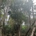 丛生多杆全冠朴树假植围苗自家苗圃基地直供