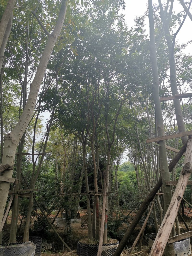 丛生多杆全冠朴树假植围苗自家苗圃基地直供