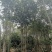 丛生多杆全冠朴树假植围苗自家苗圃基地直供