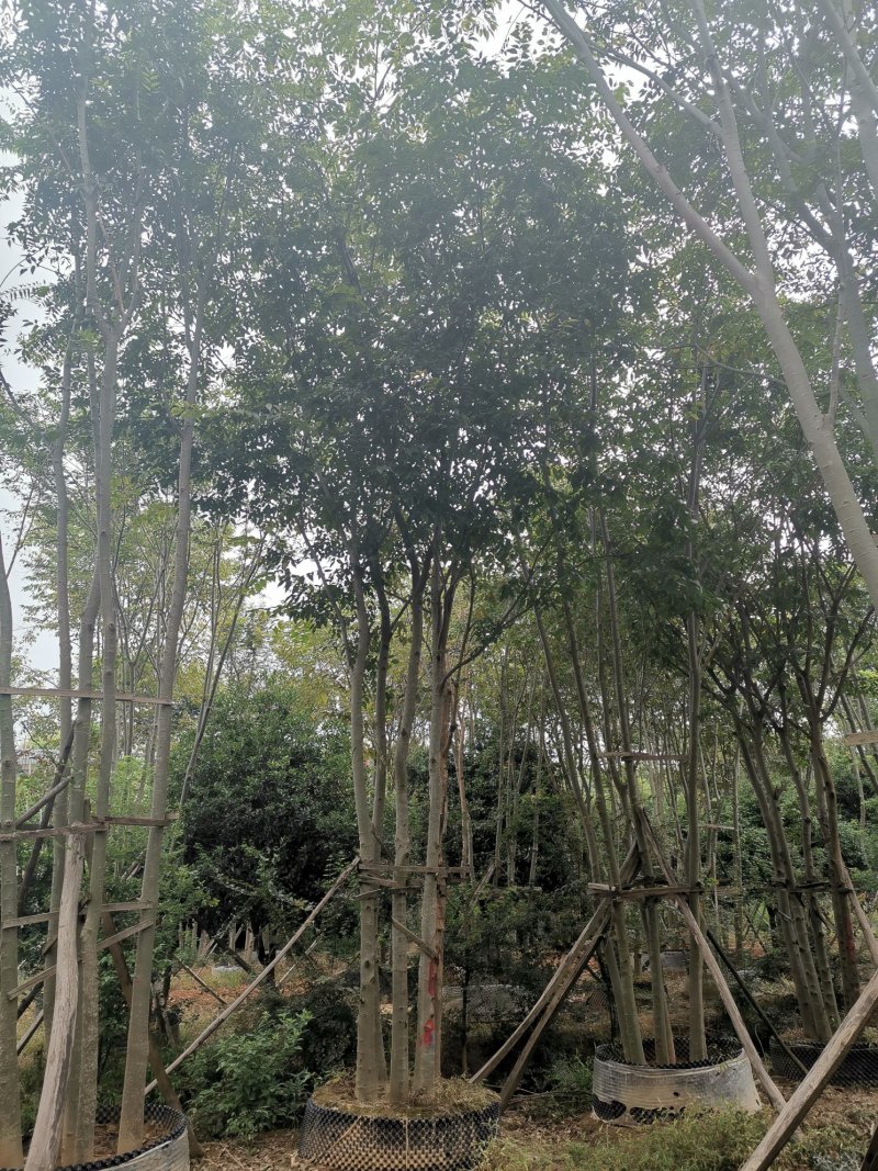 丛生多杆全冠朴树假植围苗自家苗圃基地直供