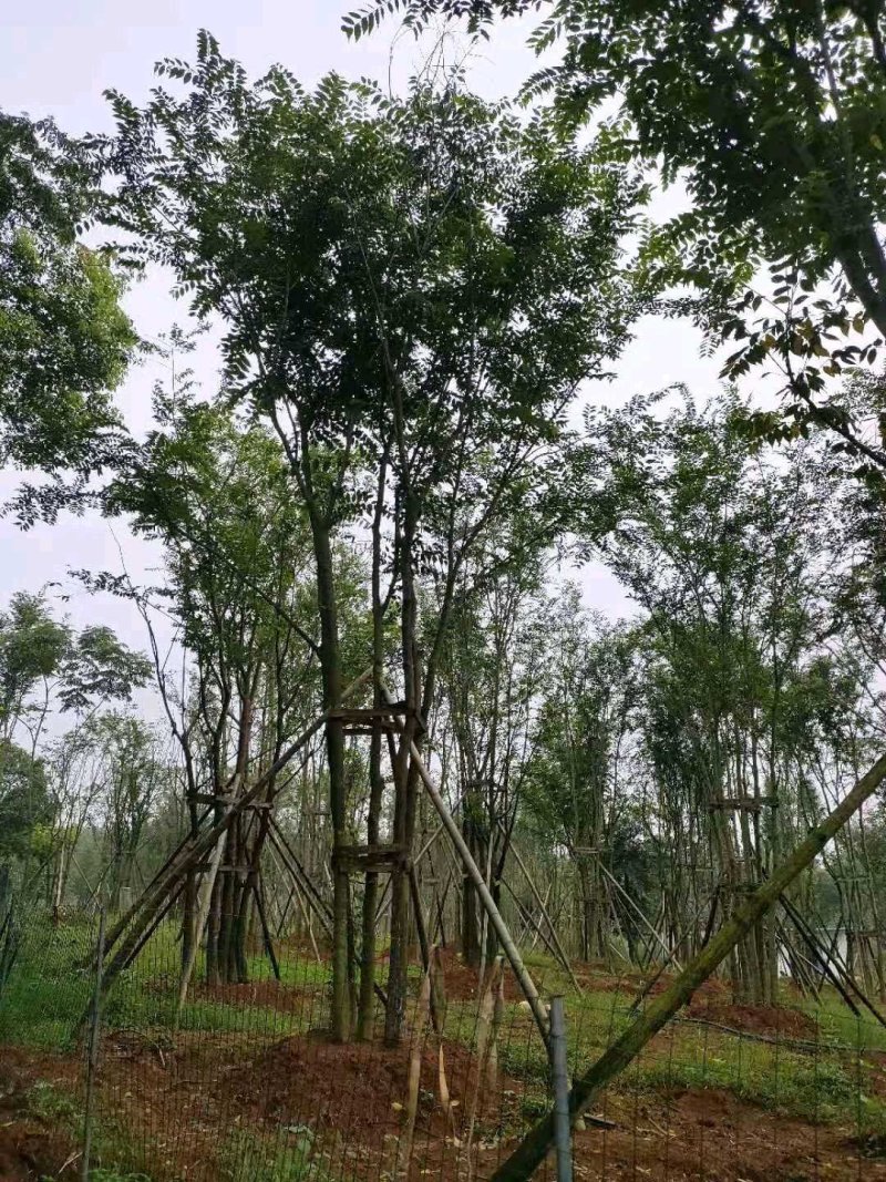 丛生多杆全冠朴树多头朴树苗圃直供批发