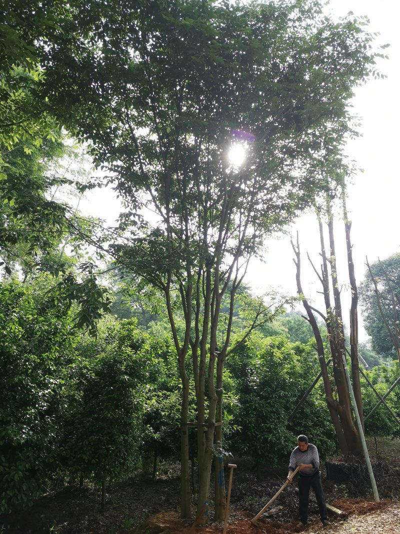 丛生多杆全冠朴树多头朴树苗圃直供批发