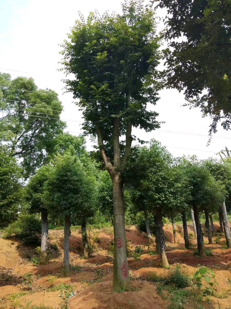 18-60骨架移植朴树苗圃直供批发指树挖树质量保证