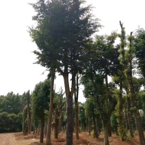 18-60骨架移植朴树苗圃直供批发指树挖树质量保证