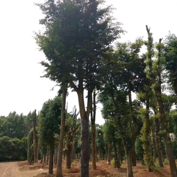 18-60骨架移植朴树苗圃直供批发指树挖树质量保证