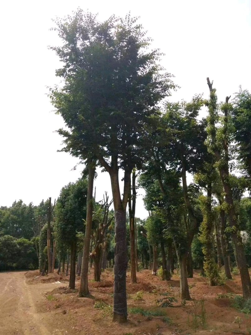 18-60骨架移植朴树苗圃直供批发指树挖树质量保证