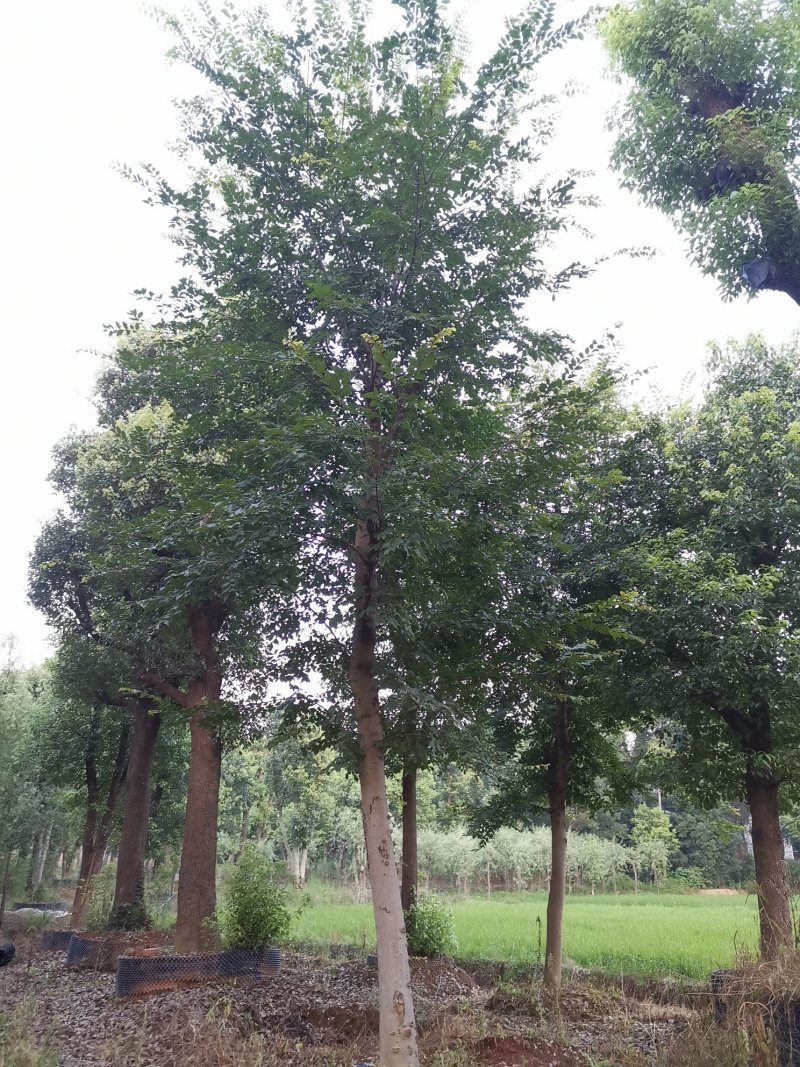 18-60骨架移植朴树苗圃直供批发指树挖树质量保证