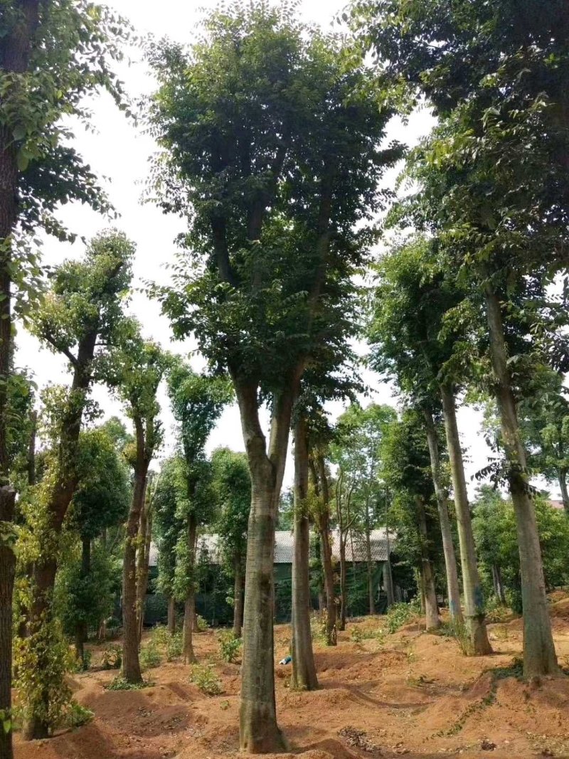 18-60骨架移植朴树苗圃直供批发指树挖树质量保证