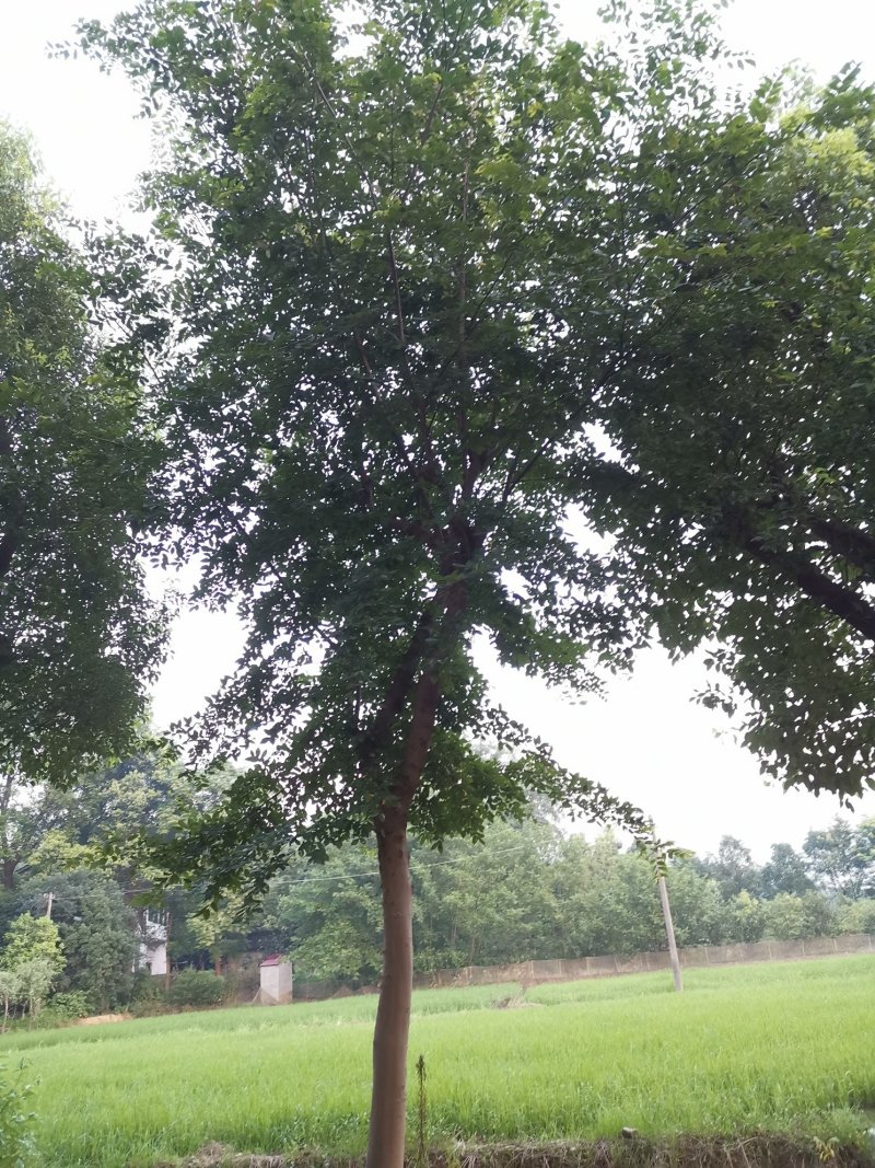 18-60骨架移植朴树苗圃直供批发指树挖树质量保证